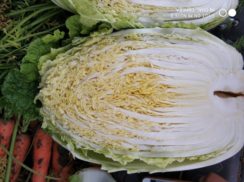 黄心白菜，毛菜7斤以上，净菜4-6斤