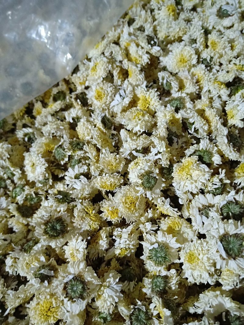 黄山贡菊