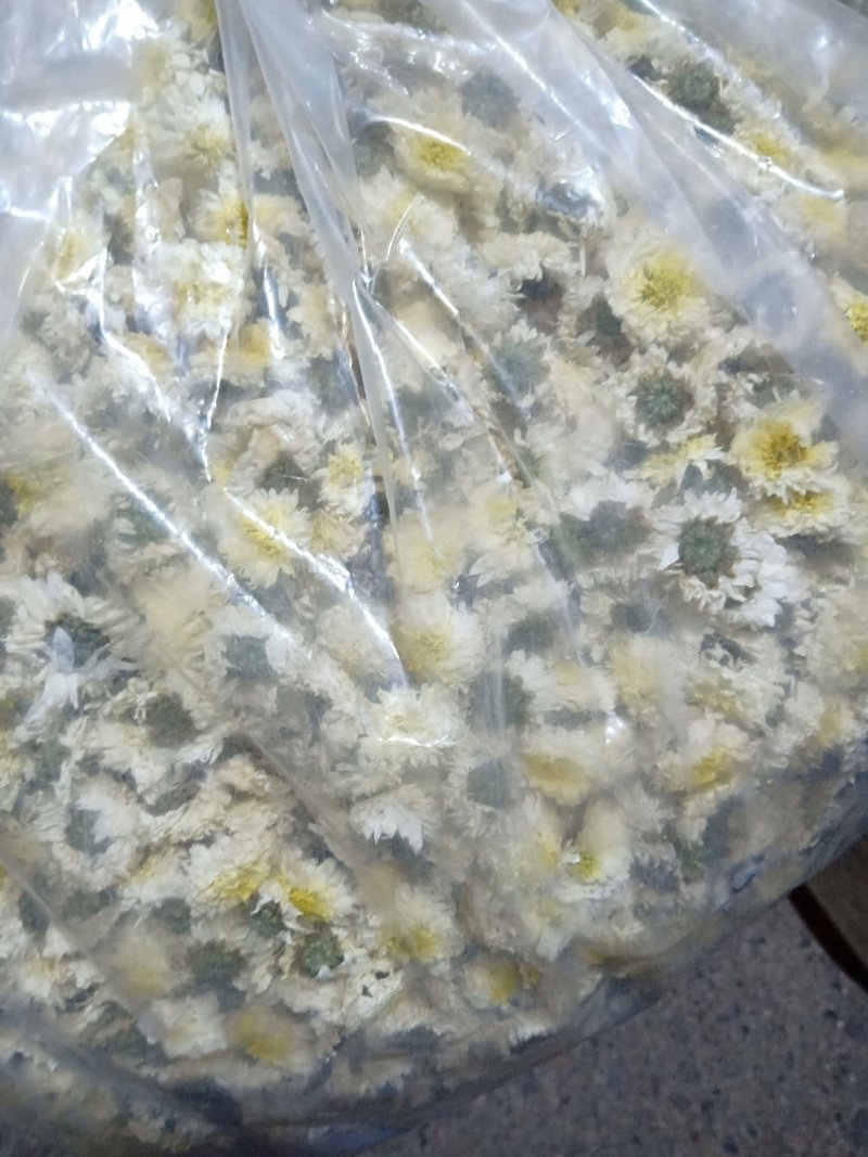 黄山贡菊