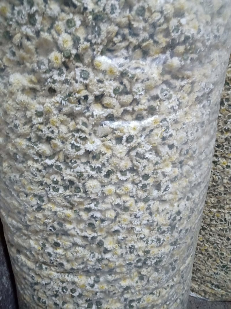 黄山贡菊