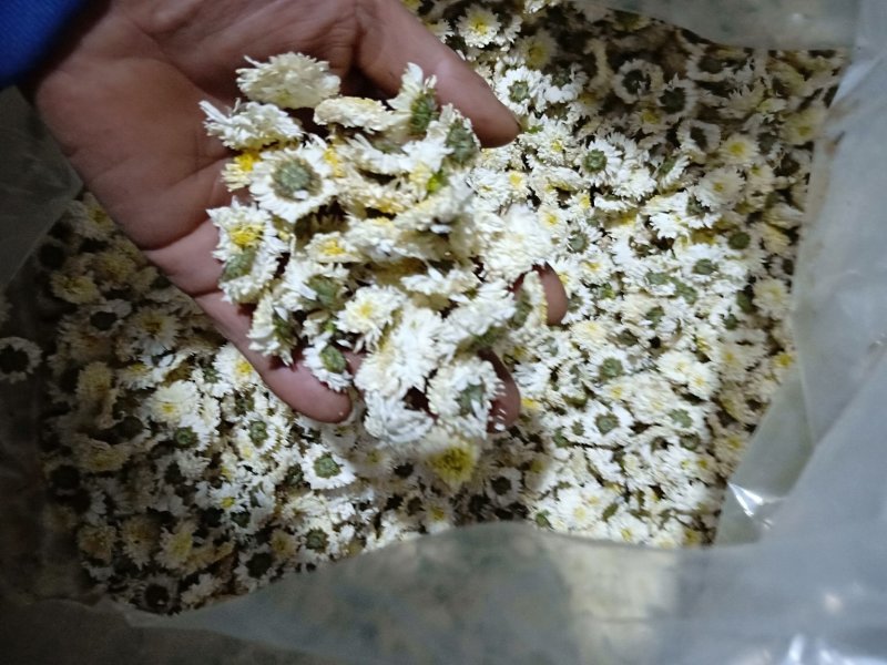 黄山贡菊