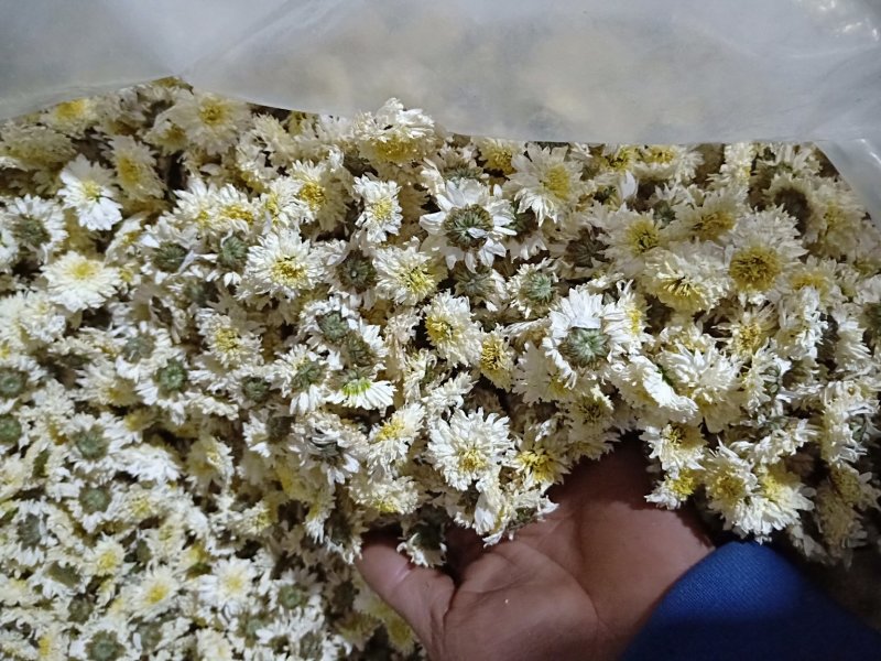 黄山贡菊