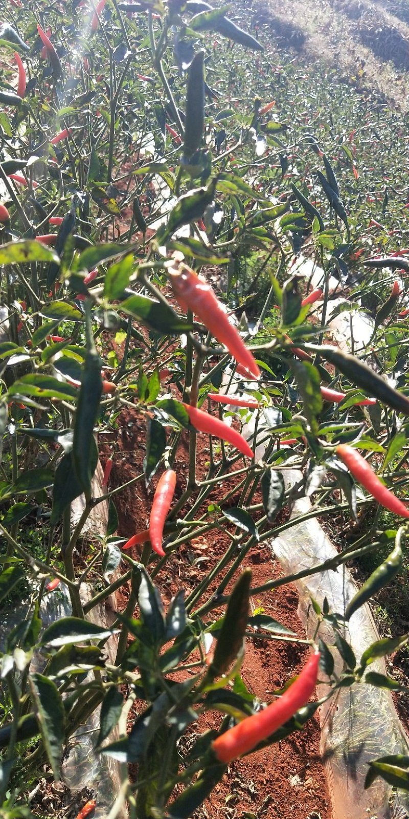 农村自产自销露天种植朝天椒