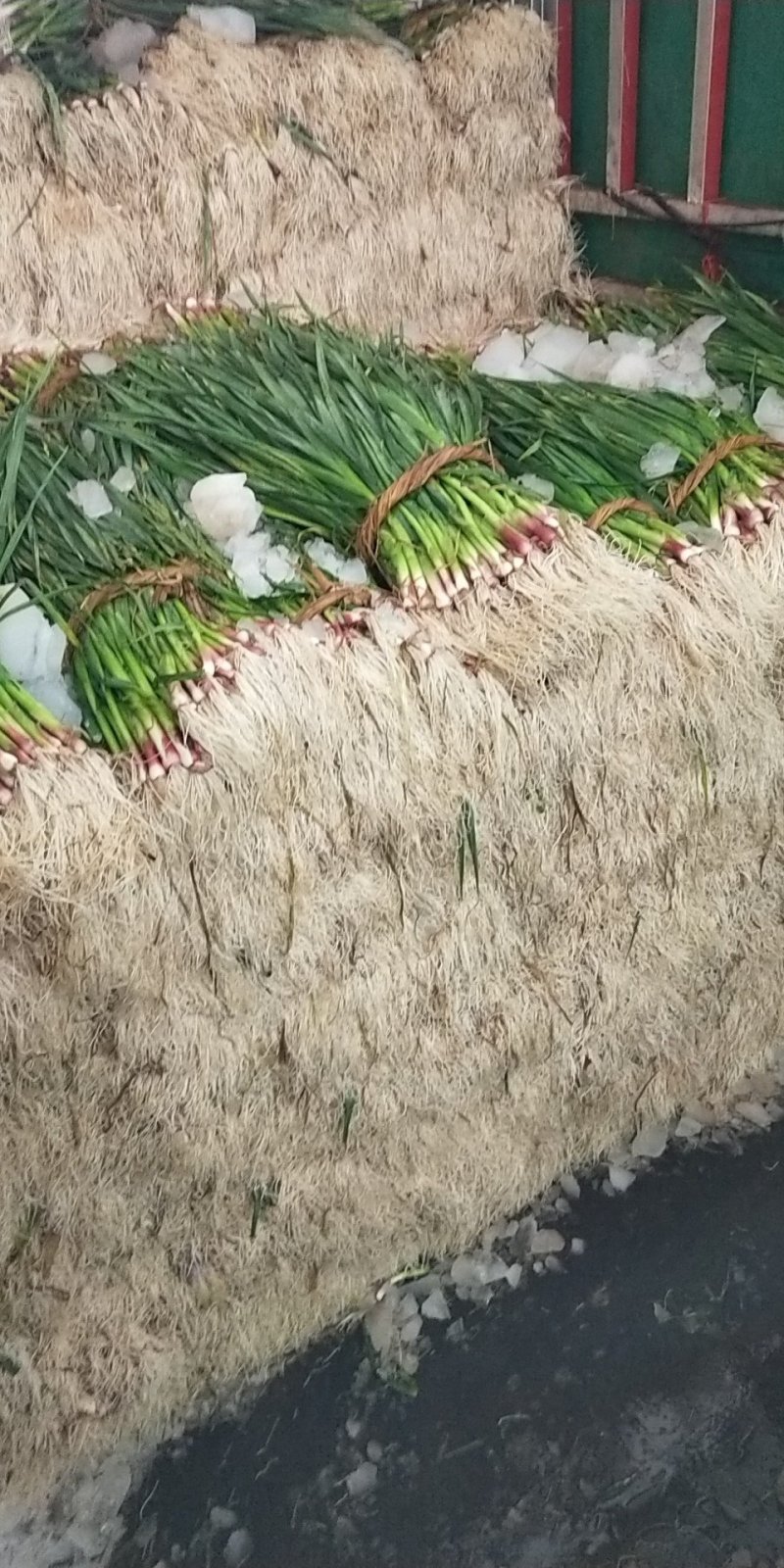 红根蒜苗40~45cm