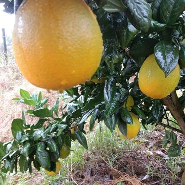 新系橙苗（全程脱毒培育，技术指导）果品化渣个头大！