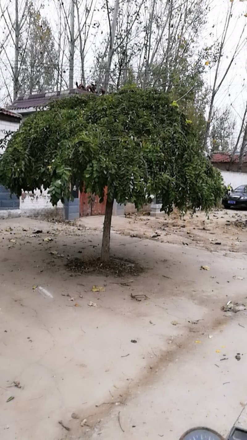 龙找树