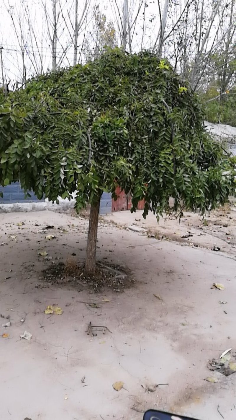 龙找树
