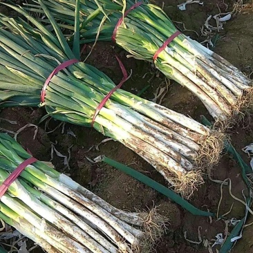 曹县铁杆王大葱，直径2-3厘米，白高45左右，葱白不软，