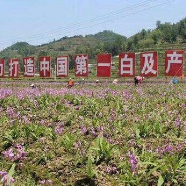 紫花三叉大白芨