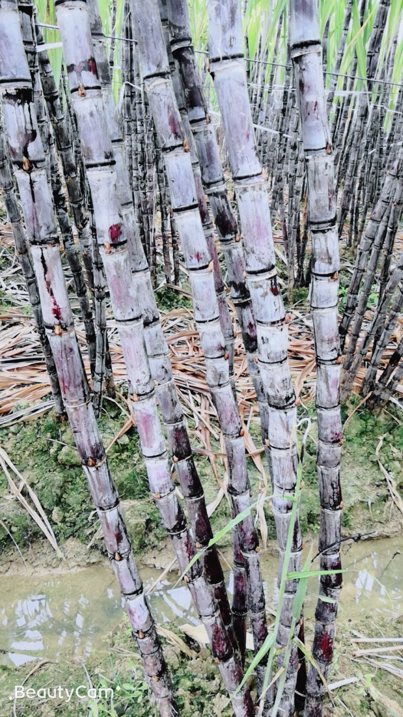 黑皮甘蔗