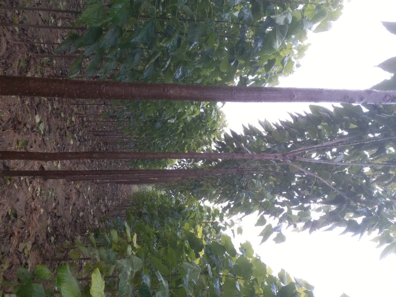 楸树规格齐全，速生秋树大量供应，河南周口产地，价格优惠