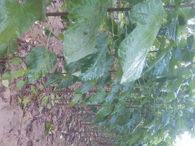 楸树规格齐全，速生秋树大量供应，河南周口产地，价格优惠