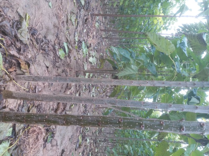 楸树规格齐全，速生秋树大量供应，河南周口产地，价格优惠