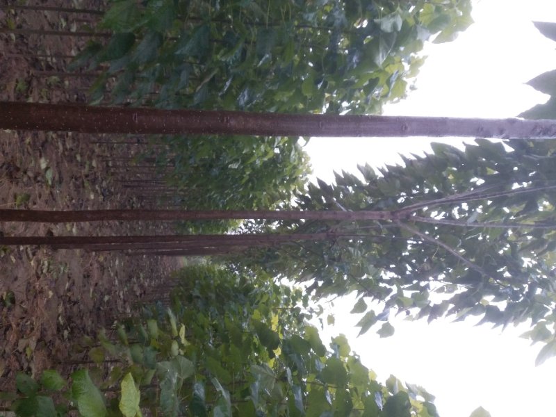 楸树规格齐全，速生秋树大量供应，河南周口产地，价格优惠