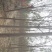 楸树规格齐全，速生秋树大量供应，河南周口产地，价格优惠