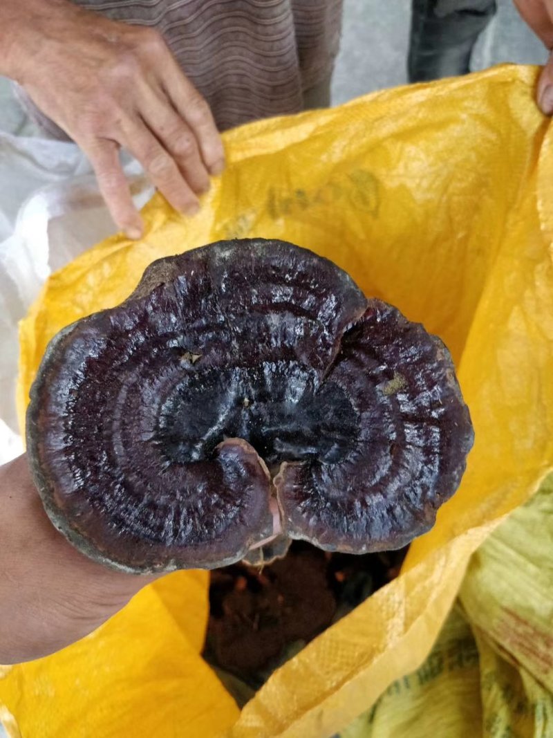 野灵芝