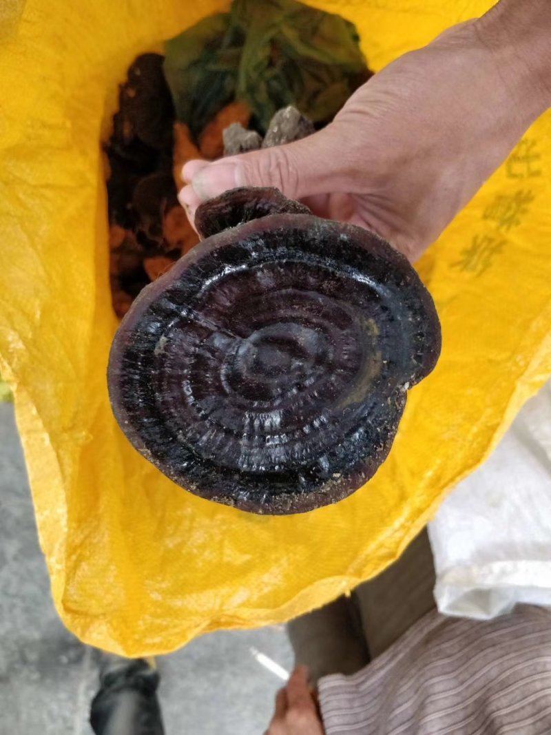 野灵芝