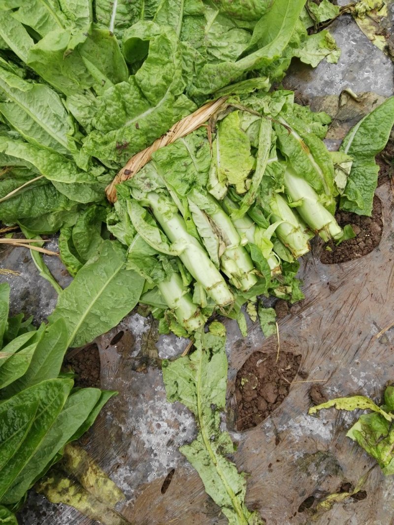 三青好货莴苣，四川特色翡翠三青，颜色绿，无空心脱节