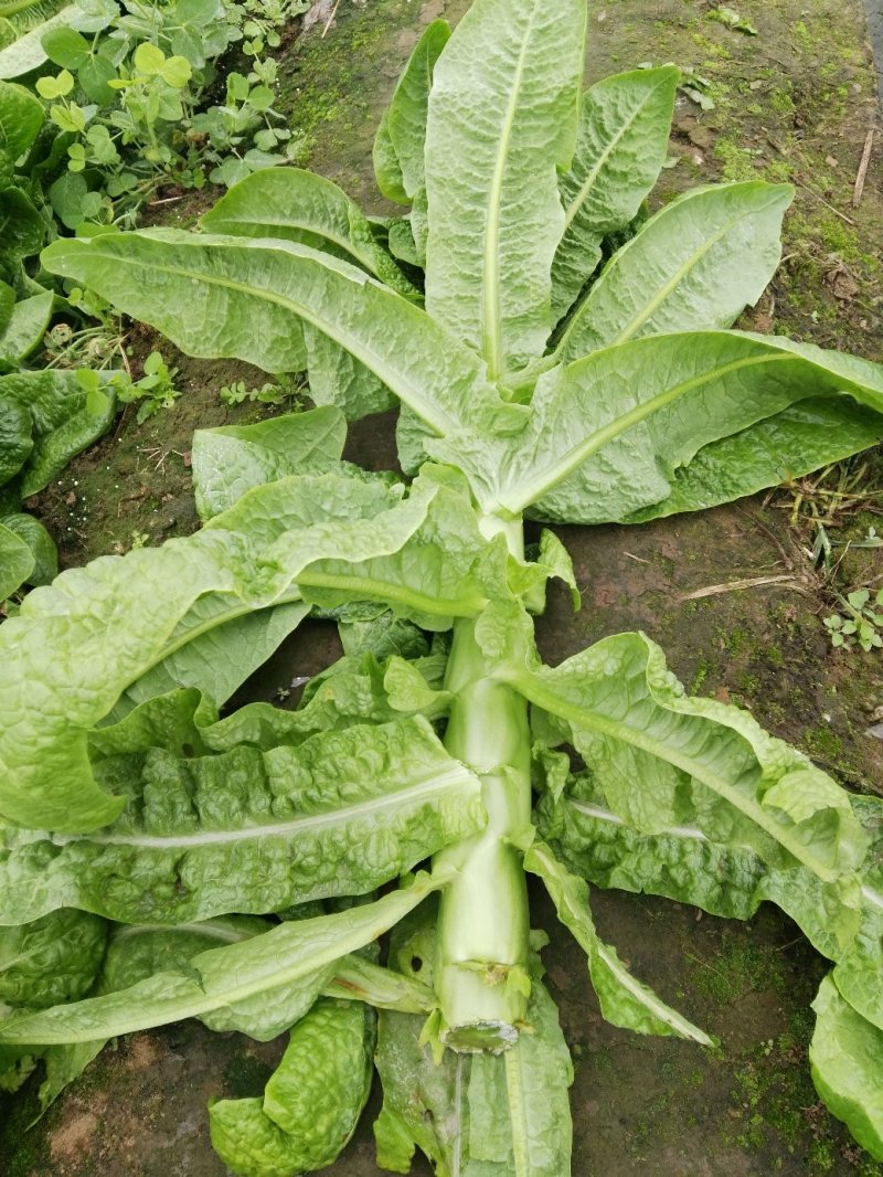 三青好货莴苣，四川特色翡翠三青，颜色绿，无空心脱节