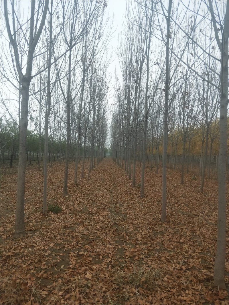 10公分白蜡
