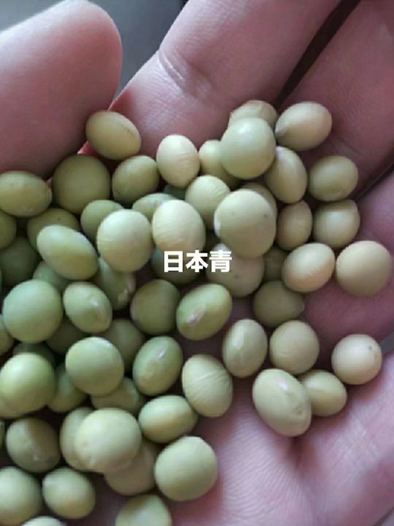 常年购销单青豆，双青豆000000000