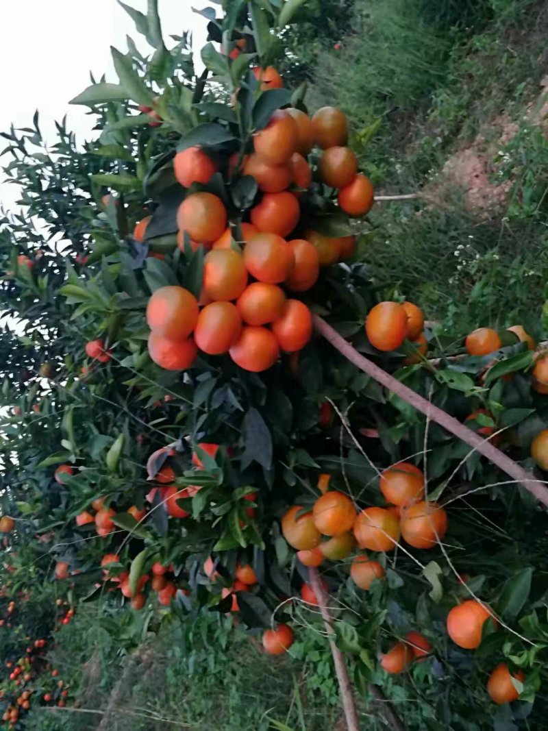 东方红