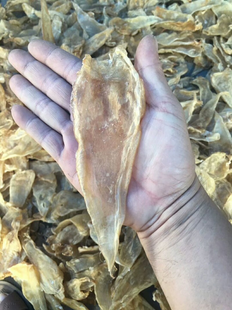 25头大口鱼胶