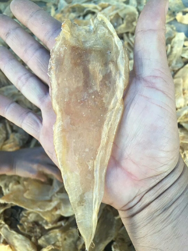 25头大口鱼胶