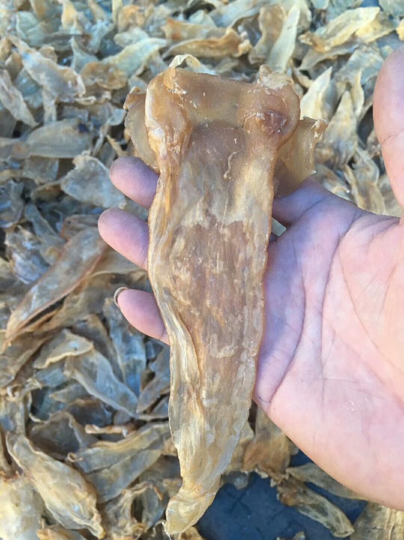 25头大口鱼胶