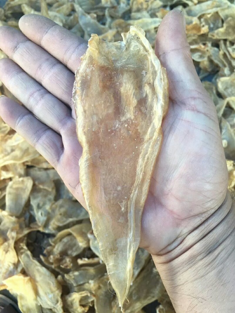 25头大口鱼胶
