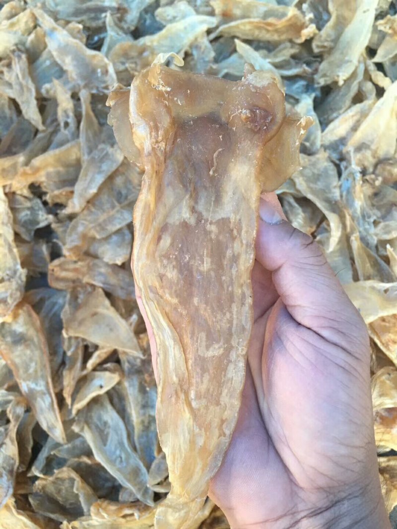 25头大口鱼胶