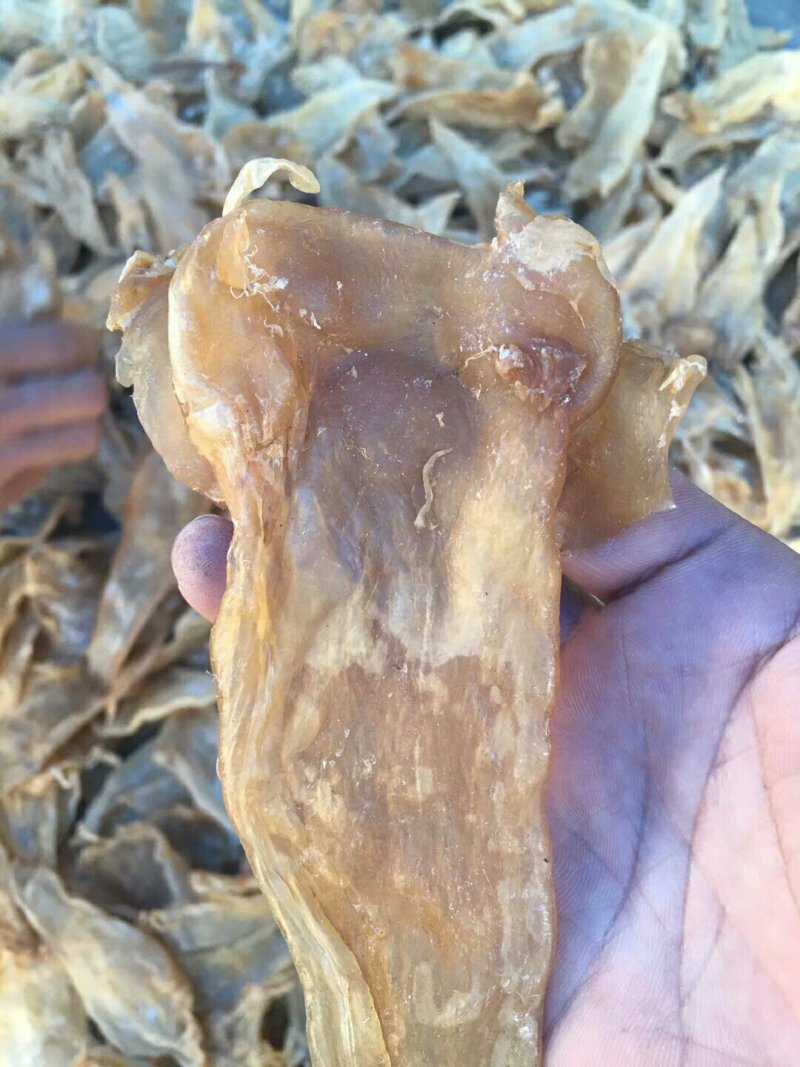 25头大口鱼胶