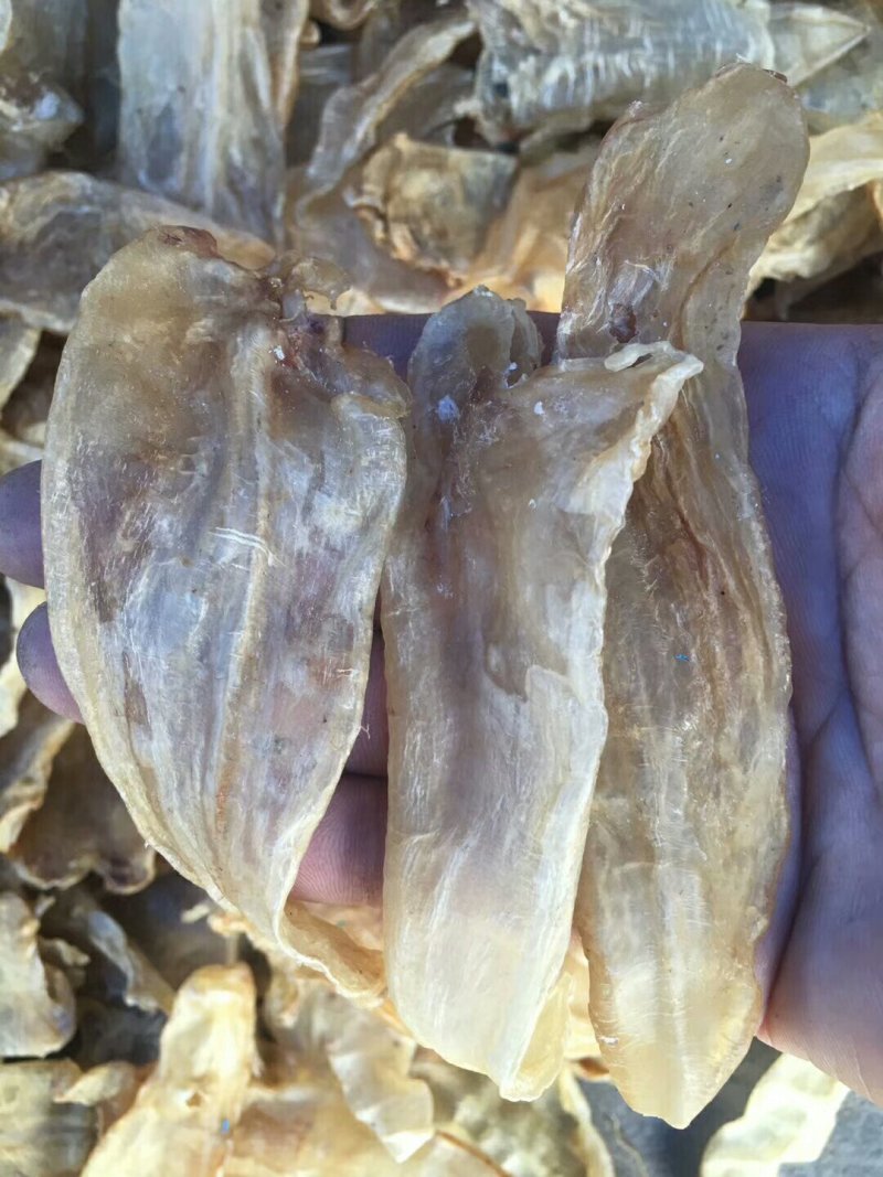 50头大口鱼胶