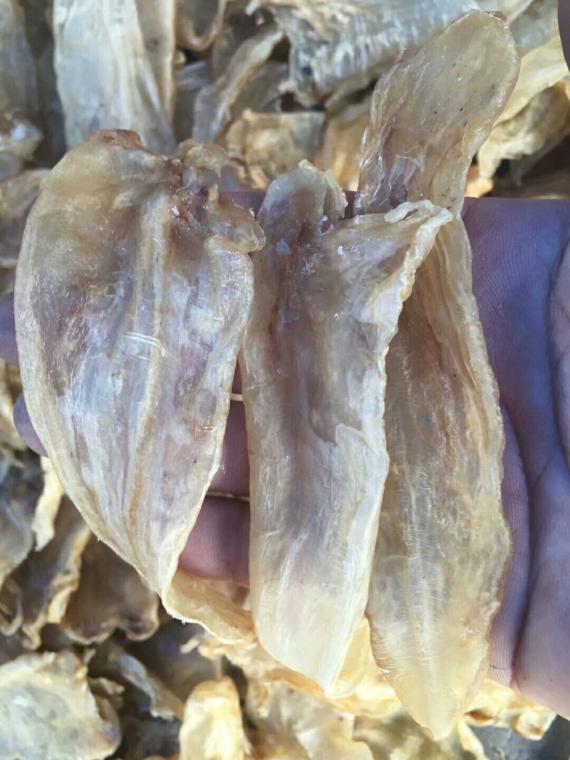 50头大口鱼胶