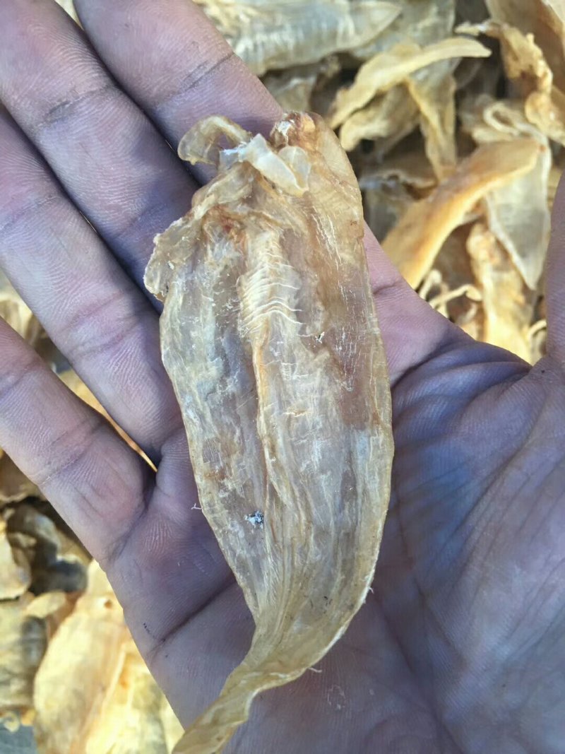 50头大口鱼胶