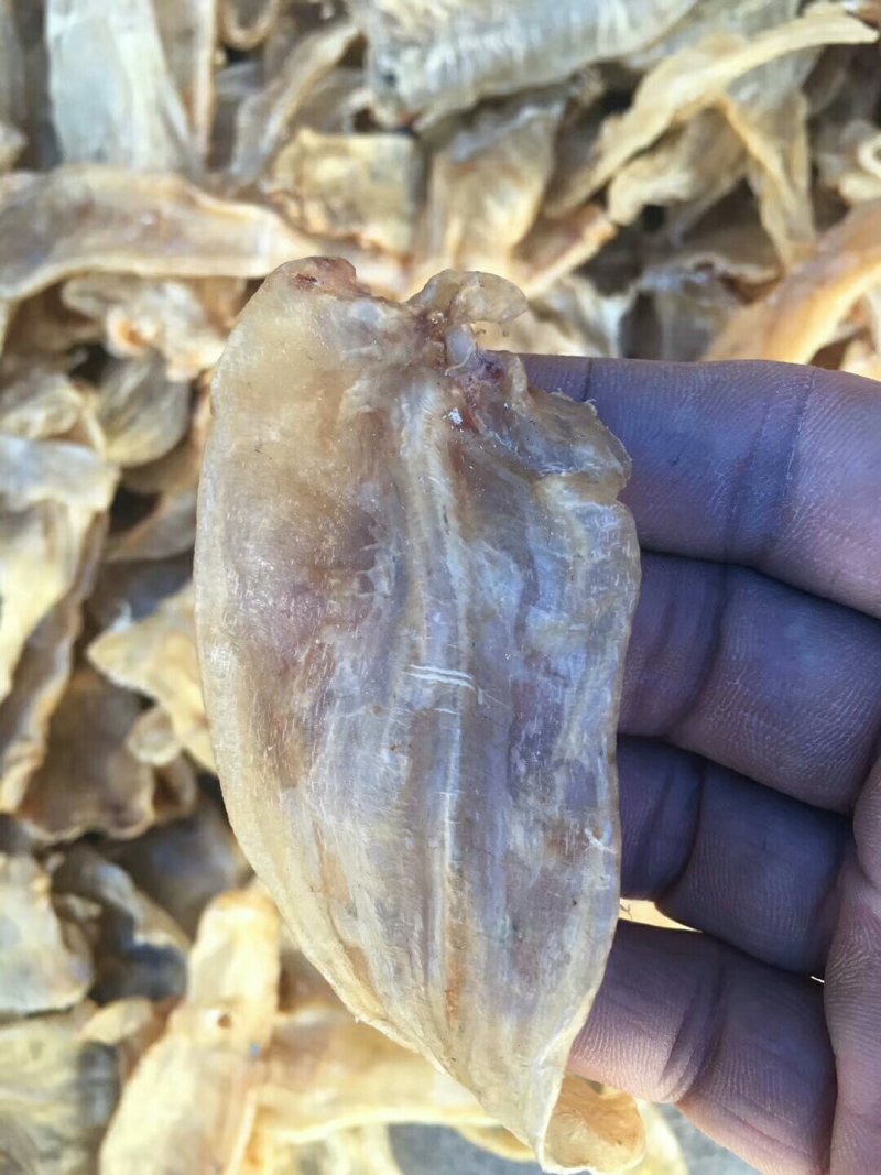 50头大口鱼胶