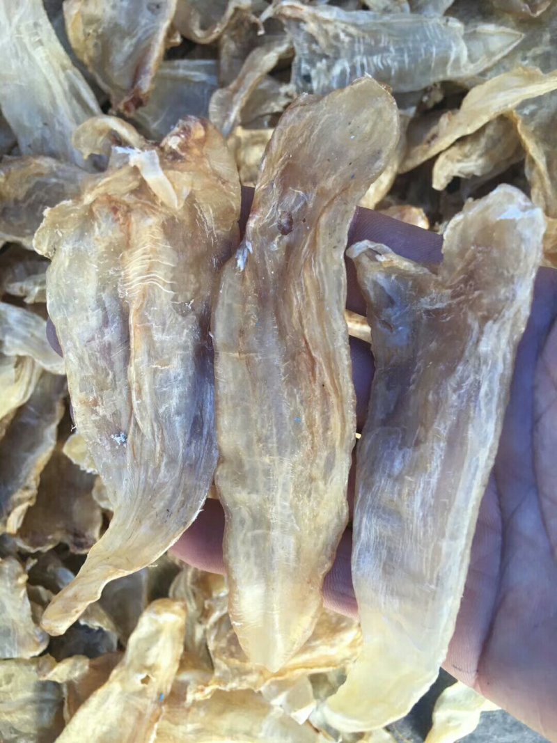 50头大口鱼胶
