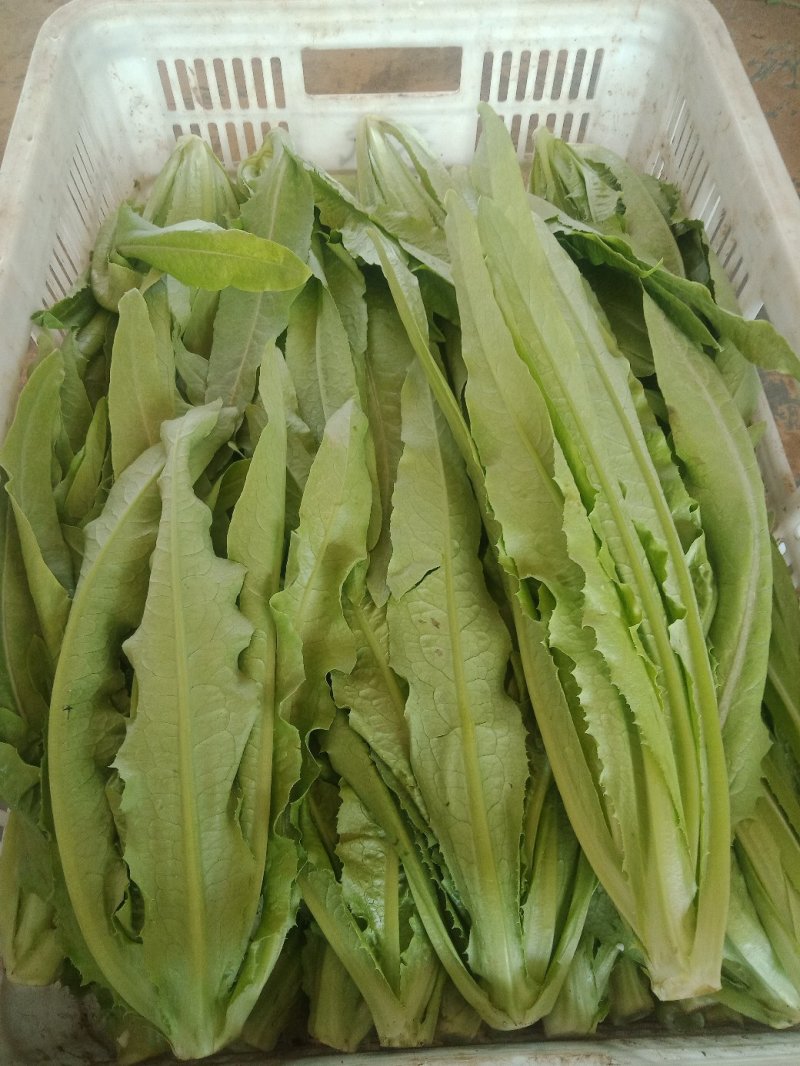 小青菜，奶油白菜，菠菜，油麦菜，等各种叶菜大量上市