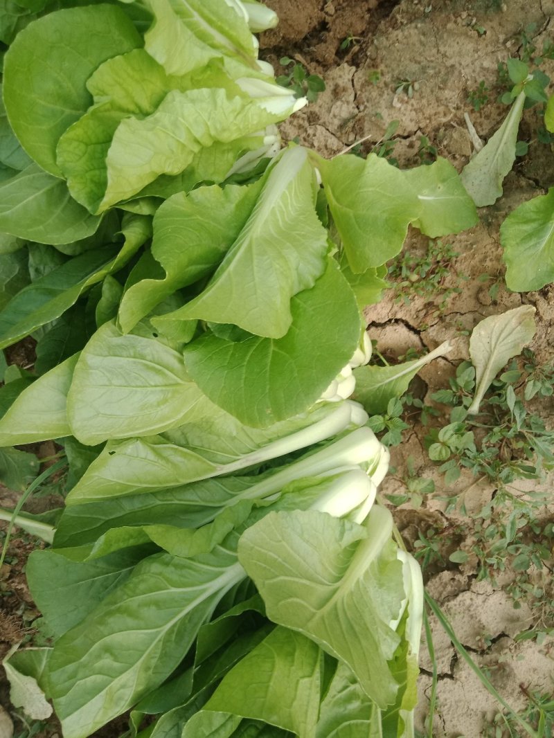 小青菜，奶油白菜，菠菜，油麦菜，等各种叶菜大量上市