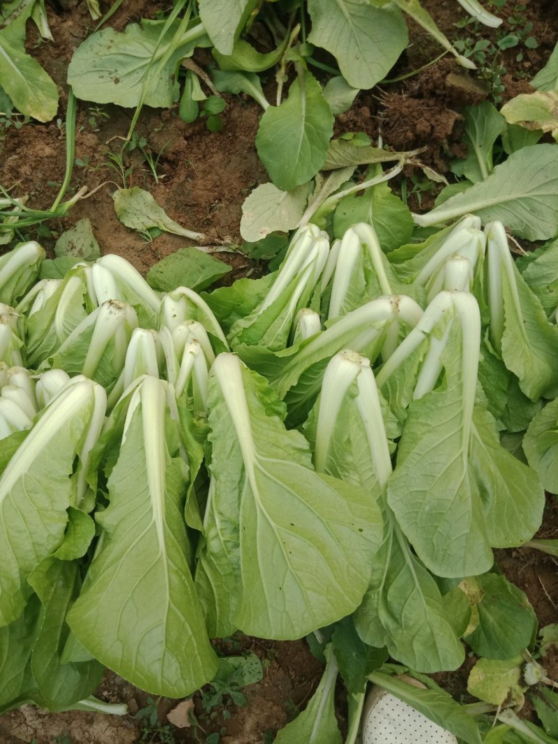 小青菜，奶油白菜，菠菜，油麦菜，等各种叶菜大量上市