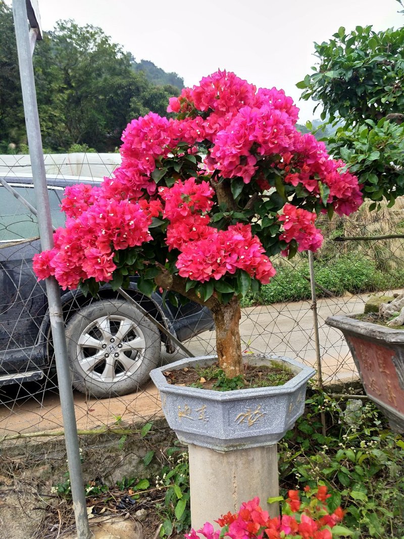 三角梅，