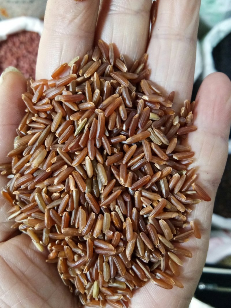 红米，大量批发长粒，圆粒红米