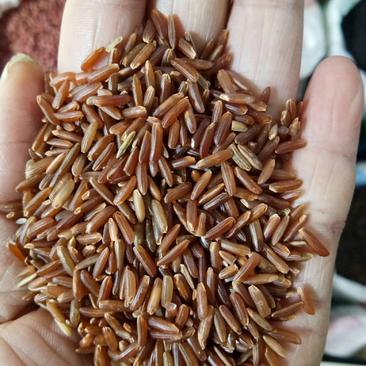 红米，大量批发长粒，圆粒红米