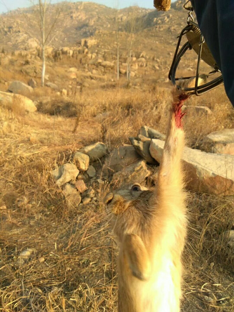 山地出租，