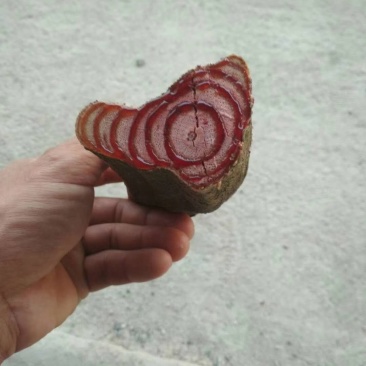 鸡血藤