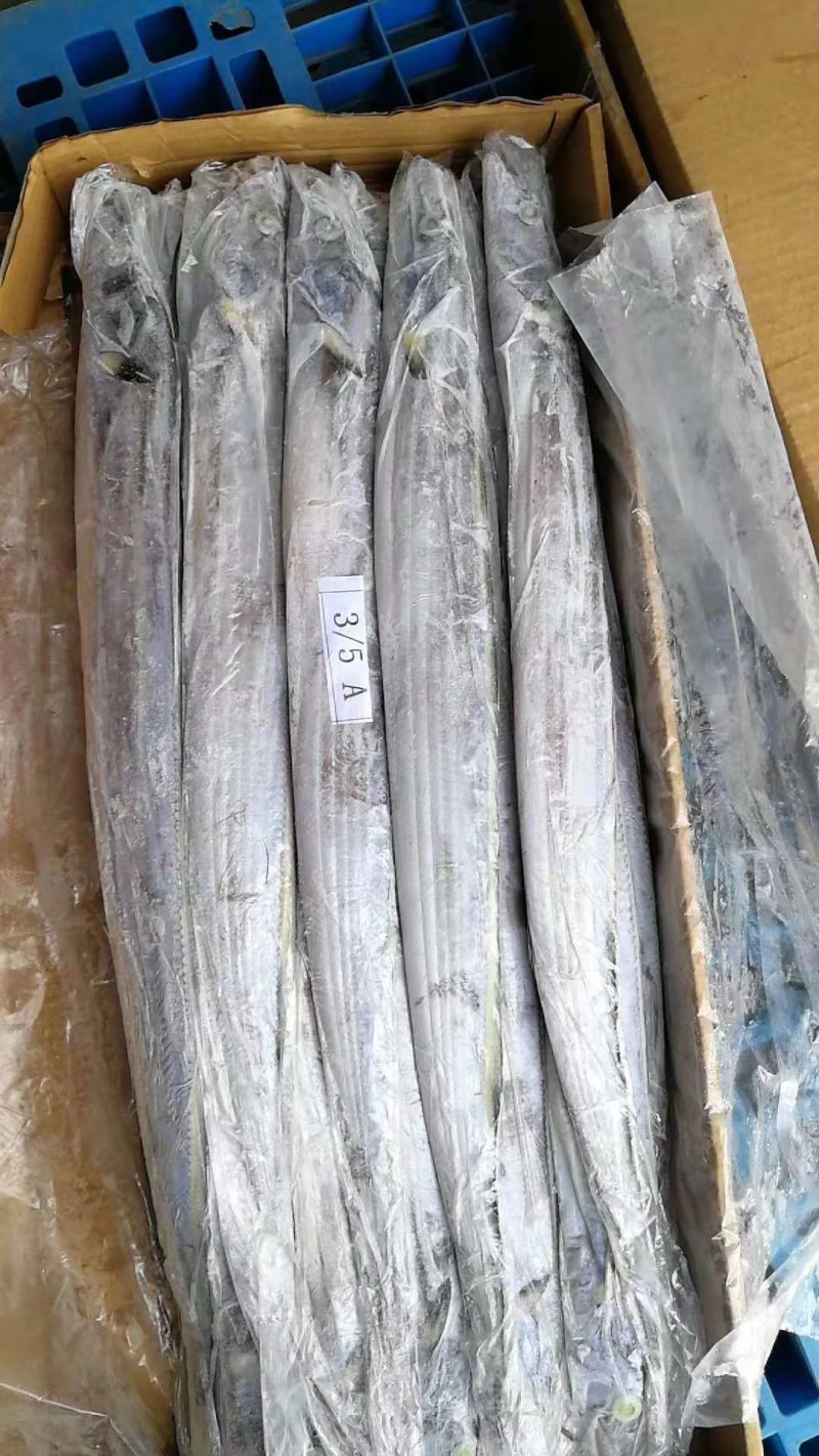 大西洋盘带钓带钓鱼段