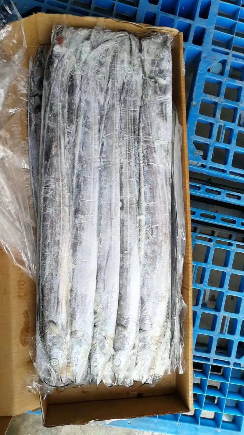 大西洋盘带钓带钓鱼段