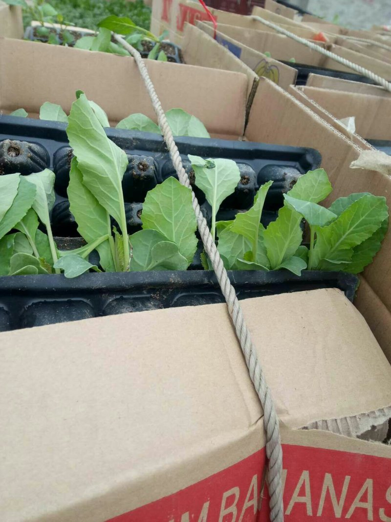 120花菜苗