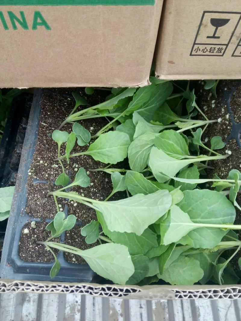 120花菜苗