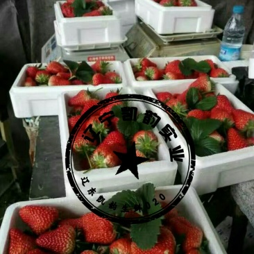 辽东草莓🍓